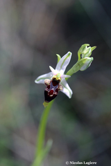 Ophrys oestrifera bremifera