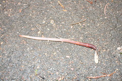 Lumbricidae