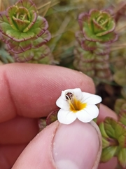 Euphrasia monroi