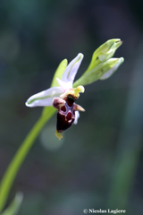 Ophrys oestrifera bremifera