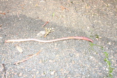Lumbricidae