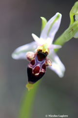 Ophrys oestrifera bremifera