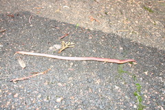 Lumbricidae
