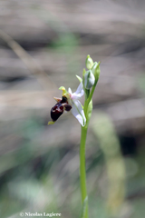 Ophrys oestrifera bremifera