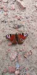 Aglais io