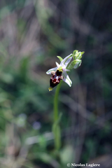 Ophrys oestrifera bremifera