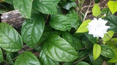 Thunbergia fragrans image