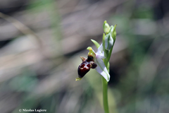 Ophrys oestrifera bremifera