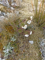 Euphrasia monroi