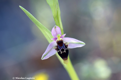 Ophrys oestrifera bremifera
