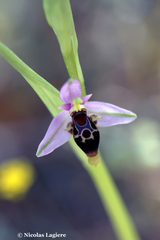 Ophrys oestrifera bremifera
