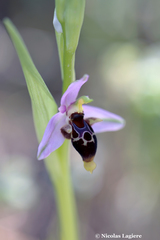 Ophrys oestrifera bremifera