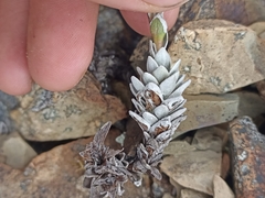 Leucogenes leontopodium