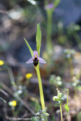 Ophrys oestrifera bremifera