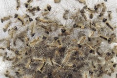 Iropoca rotundata