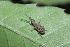 Lepidepistomodes fumosus