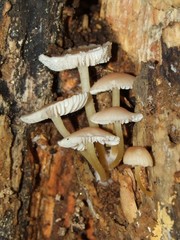 Mycena renati