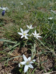 Ornithogalum umbellatum