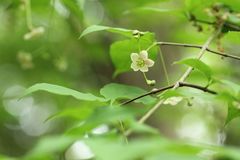 Euonymus oxyphyllus oxyphyllus