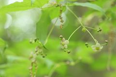 Euonymus oxyphyllus oxyphyllus