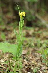 Cephalanthera falcata
