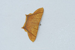 Thinopteryx crocoptera