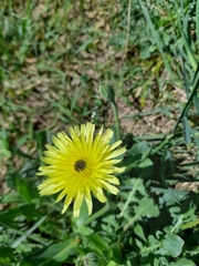 Urospermum dalechampii