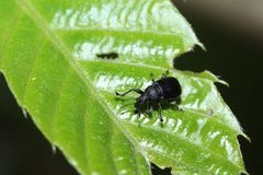 Chonostropheus chujoi
