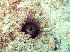 Echinostrephus aciculatus