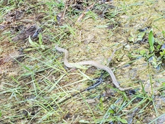 Coronella austriaca austriaca