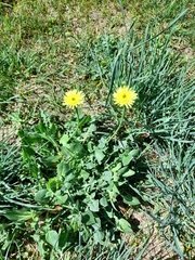 Urospermum dalechampii