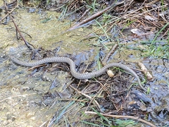 Coronella austriaca austriaca