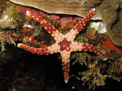 Fromia heffernani