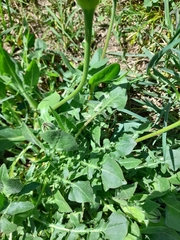 Urospermum dalechampii