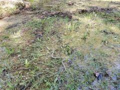 Coronella austriaca austriaca