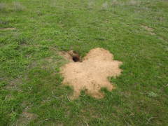 Spermophilus pygmaeus