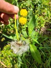 Taraxacum