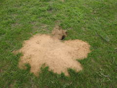 Spermophilus pygmaeus