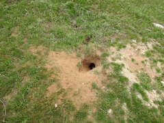 Spermophilus pygmaeus