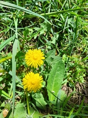 Taraxacum