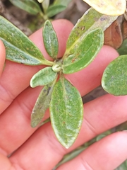 Brachyglottis adamsii