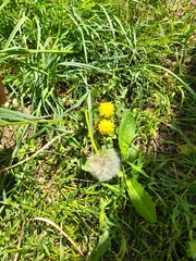 Taraxacum