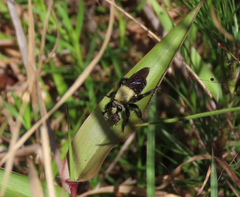 Laphria virginica