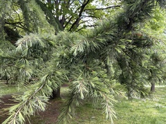 Cedrus
