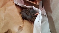 Troglodytes troglodytes