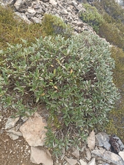 Brachyglottis adamsii