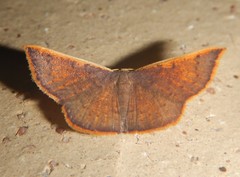 Picromorpha pyrrhopa