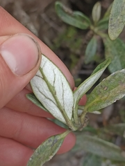 Brachyglottis adamsii