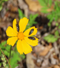 Acmaeodera ornata