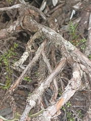 Brachyglottis adamsii